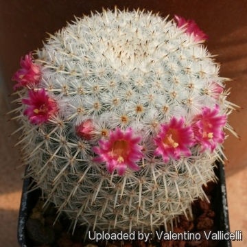 Mammillaria albilanata subs. oaxacana