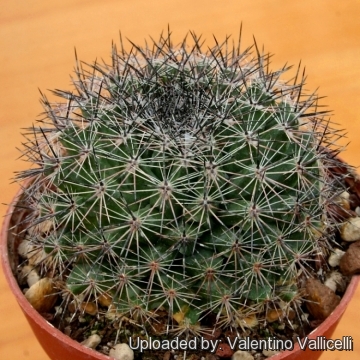 Mammillaria grusonii