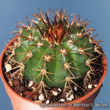 Melocactus curvispinus subs. loboguerreroi