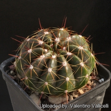 Notocactus Ottonis