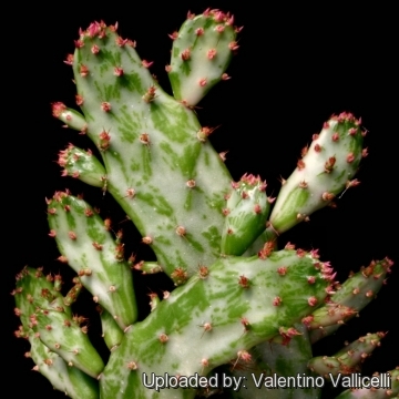 Opuntia vulgaris f. variegata cv. Maverick