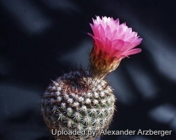 Notocactus rutilans