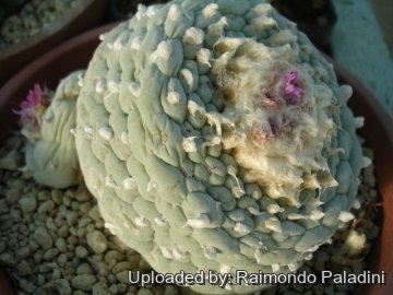 Lophophora williamsii var. fricii