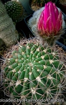 Echinopsis formosa subs. kieslingii