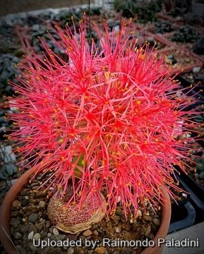 Scadoxus multiflorus