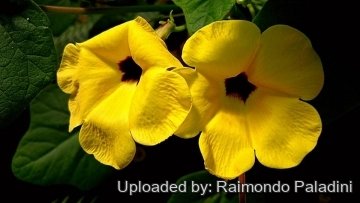 Uncarina grandidieri