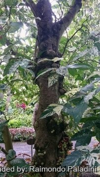Ficus aspera f. parcellii