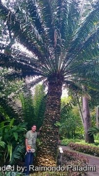Encephalartos laurentianus