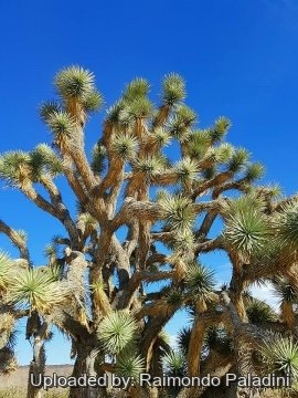 Yucca brevifolia