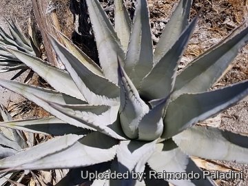 Agave deserti
