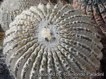 Copiapoa cinerea var. albispina