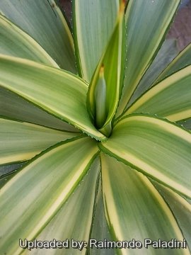 Agave desmetiana cv. Joe Hoak