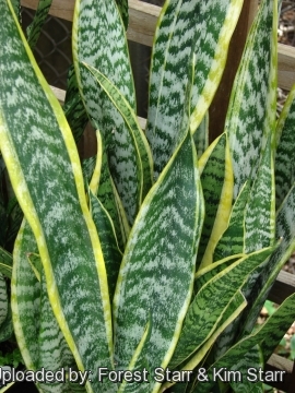 Sansevieria trifasciata cv. Golden Hahnii