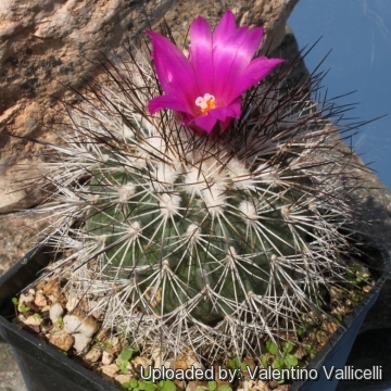 Turbinicarpus horripilus