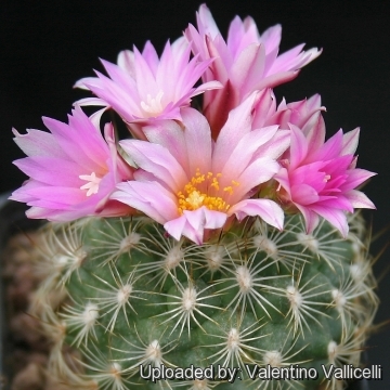 Turbinicarpus nieblae