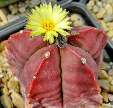 Astrophytum myriostigma var. nudum