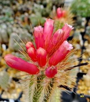 Arrojadoa bahiensis