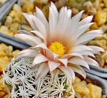 Escobaria abdita
