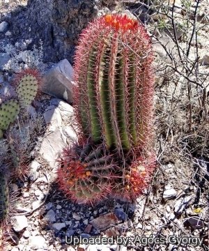 Ferocactus pilosus