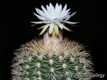 Discocactus zehntneri subs. boomianus