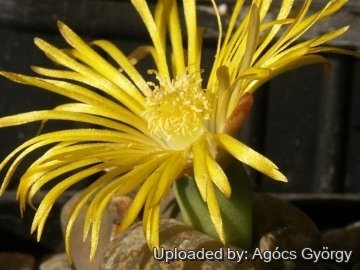 Lithops lesliei C031 10 km NE of Meyerton, South Africa