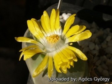 Lithops olivacea C055 25 km SW of Pofadder, South Africa