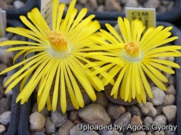 Lithops hookeri var. marginata C155 (red-brown Form) 30 km NW of Hopetown, South Africa