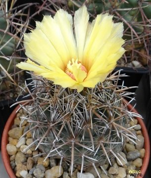 Coryphantha kracikii