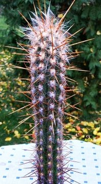Oreocereus hendriksenianus
