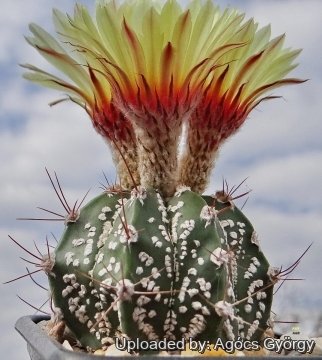 Astrophytum hybrid CAP-SK (A. capricorne x A. asterias cv. Superkabuto)