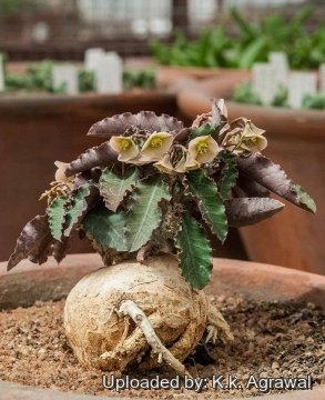 Euphorbia suzannae-marnierae