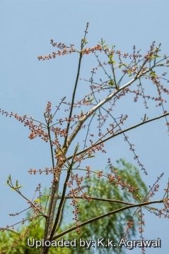 Bursera grandifolia