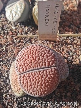 Lithops hookeri C051 (vermiculate Form) 15 km NW of Strydenburg, South Africa