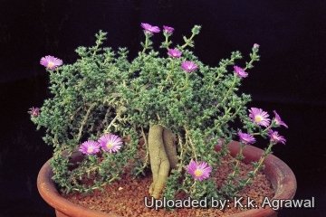 Trichodiadema bulbosum