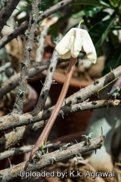 Sesamothamnus lugardii