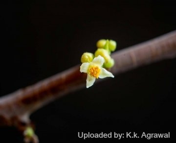 Bursera microphylla