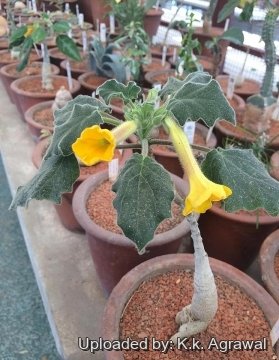 Uncarina roeoesliana