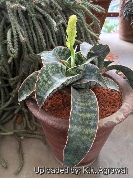Sansevieria cv. Horwood