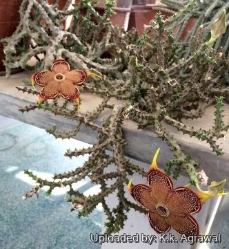 Edithcolea grandis