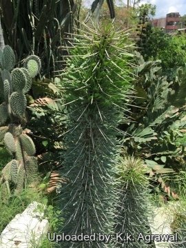 Didierea madagascariensis