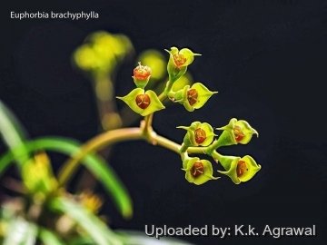 Euphorbia brachyphylla