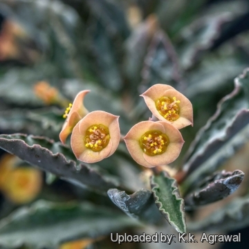 Euphorbia decaryi var. cap-saintemariensis