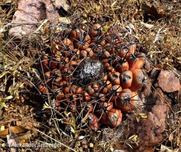 Discocactus silicicola