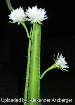 Cereus stenogonus