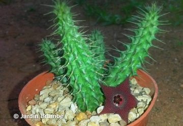 Huernia longii subs. echidnopsoides