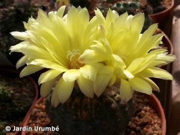 Frailea cataphracta subs. melitae