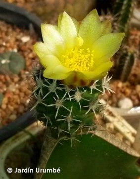 Pediocactus peeblesianus