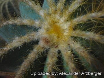 Parodia magnifica