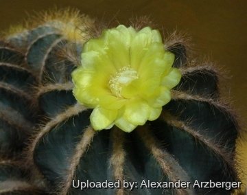 Parodia magnifica