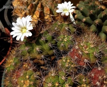 Gymnocalycium chacoense